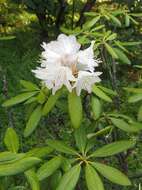 Imagem de Rhododendron degronianum Carr.