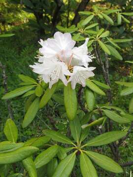 Image of Rhododendron degronianum Carr.