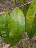 Image of Phaleria clerodendron F. Müll. ex Benth.