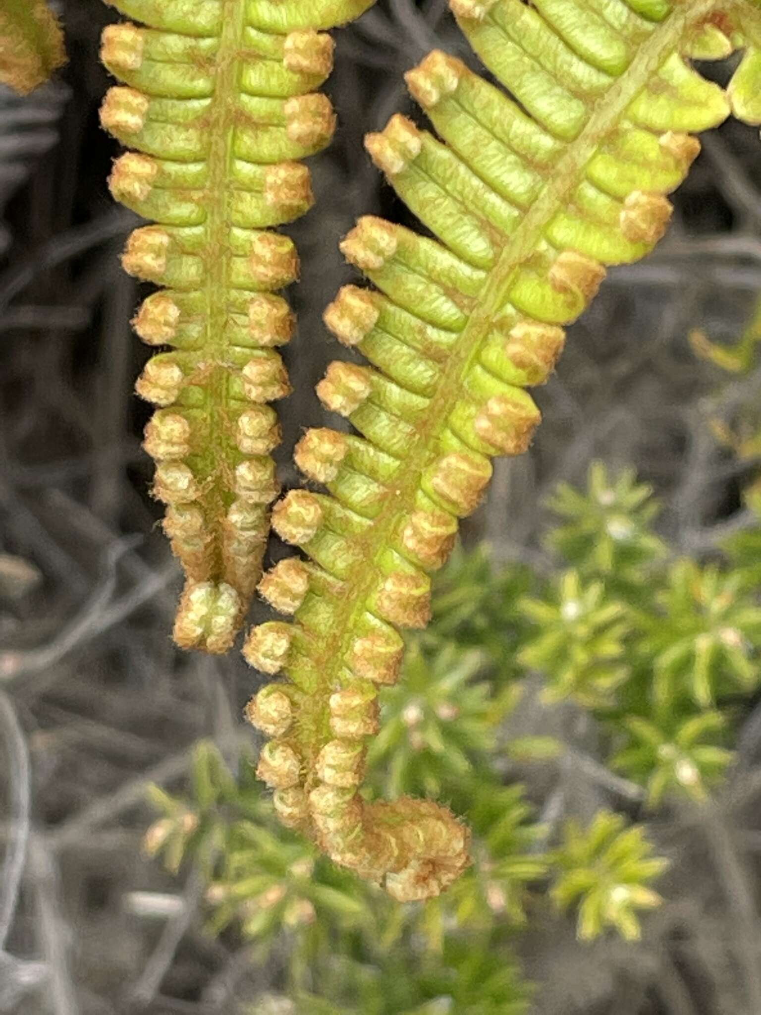 Imagem de Dicranopteris linearis f. emarginata (Brack.) W. H. Wagner