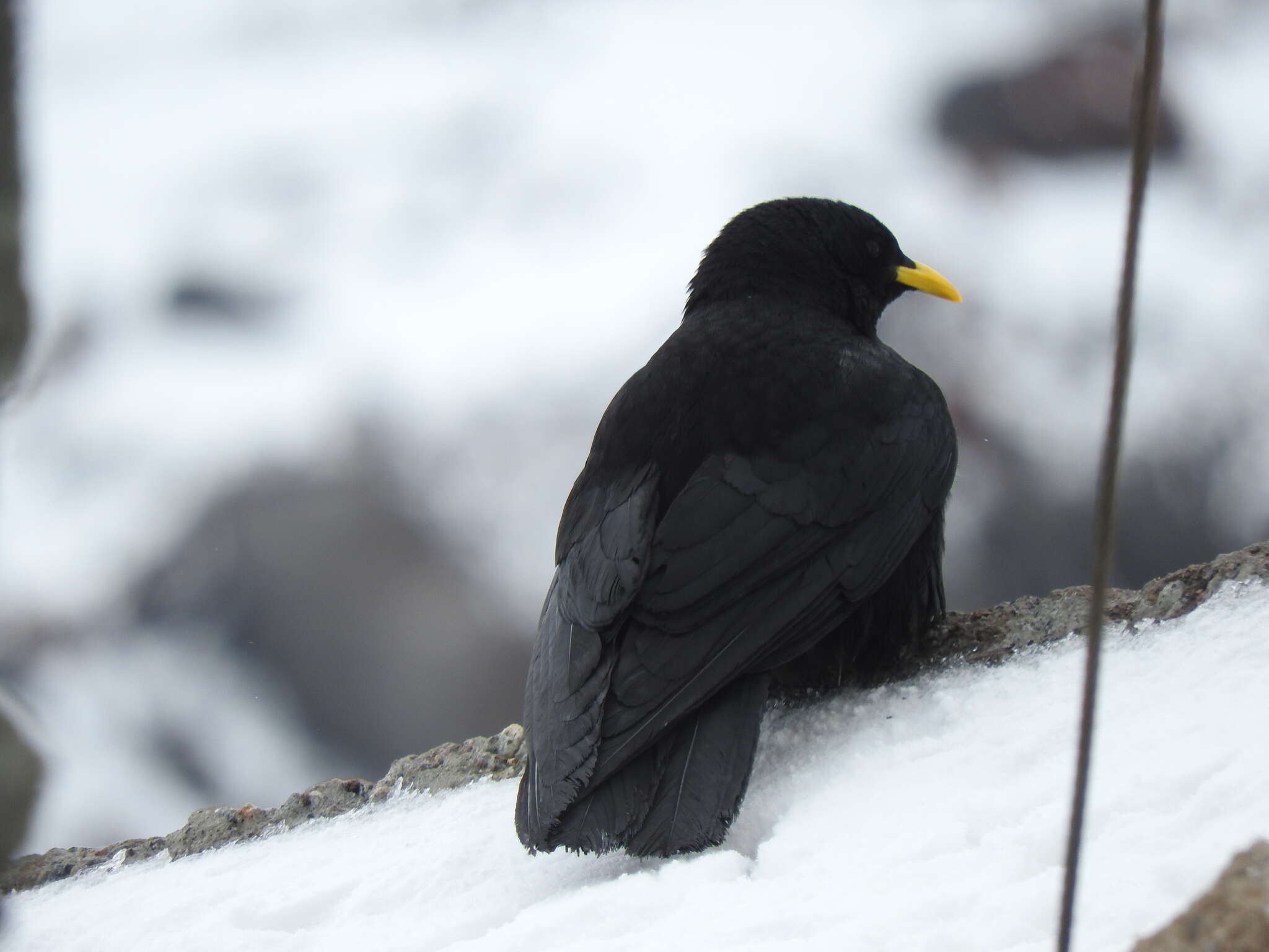 Pyrrhocorax graculus graculus (Linnaeus 1766) resmi