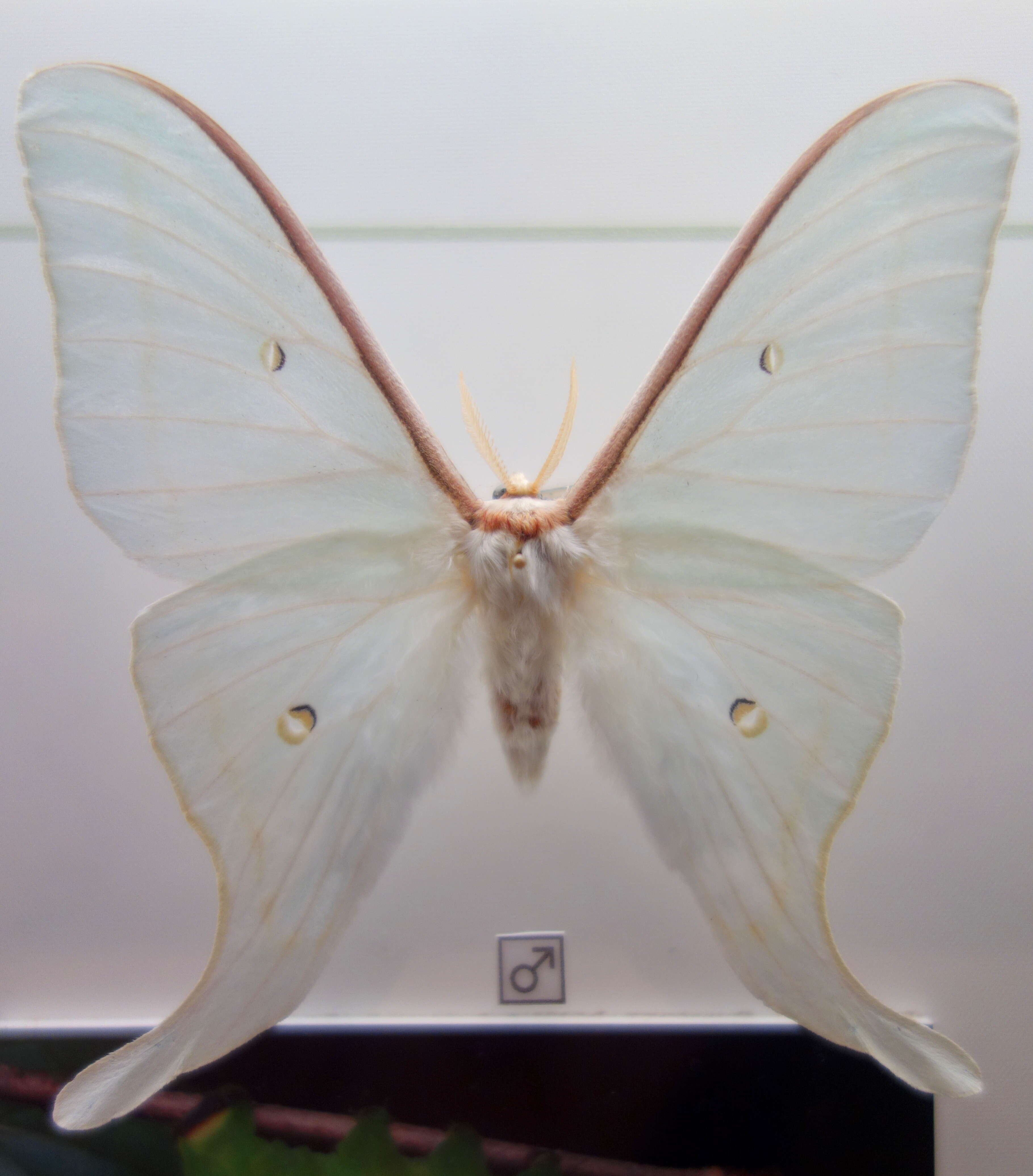 Image of Actias artemis (Bremer & Grey 1853)