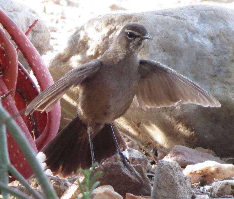 Cercotrichas coryphoeus coryphoeus (Vieillot 1817) resmi