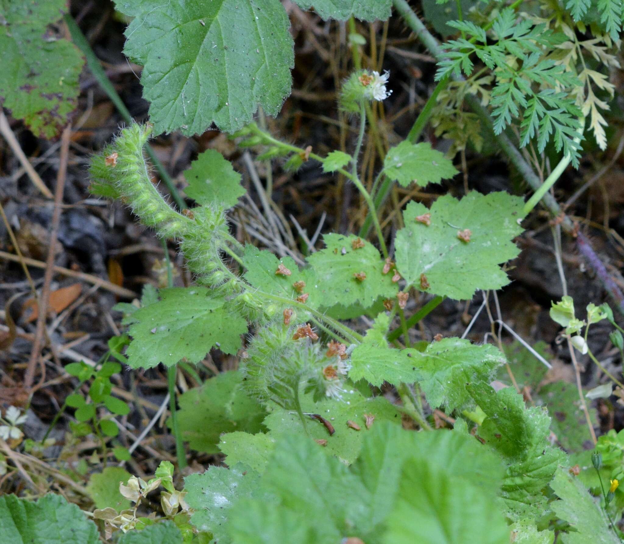 Image of stinging phacelia