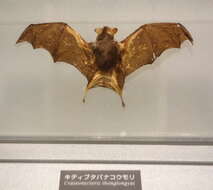 Image of bumblebee bat