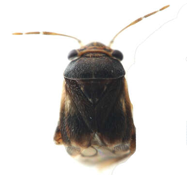 Image of Plant bug