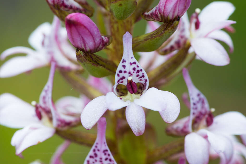 Image of Satyrium rhynchanthum Bolus