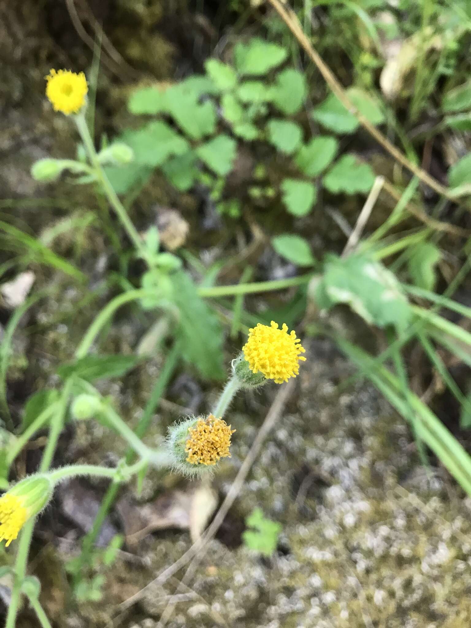 Image of rayless arnica