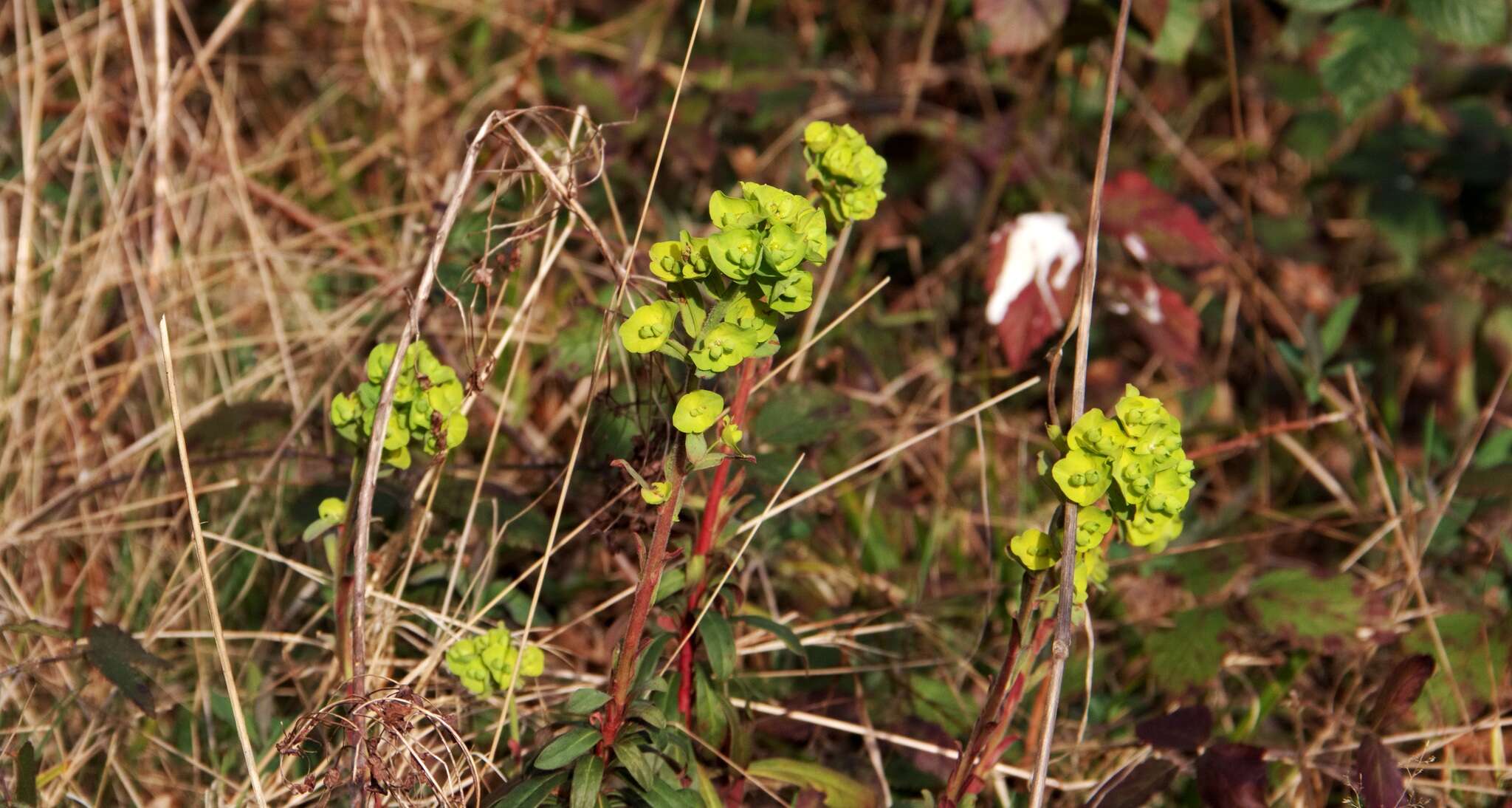 Image of Wood Spurge