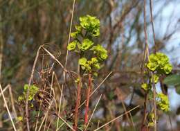 Image of Wood Spurge