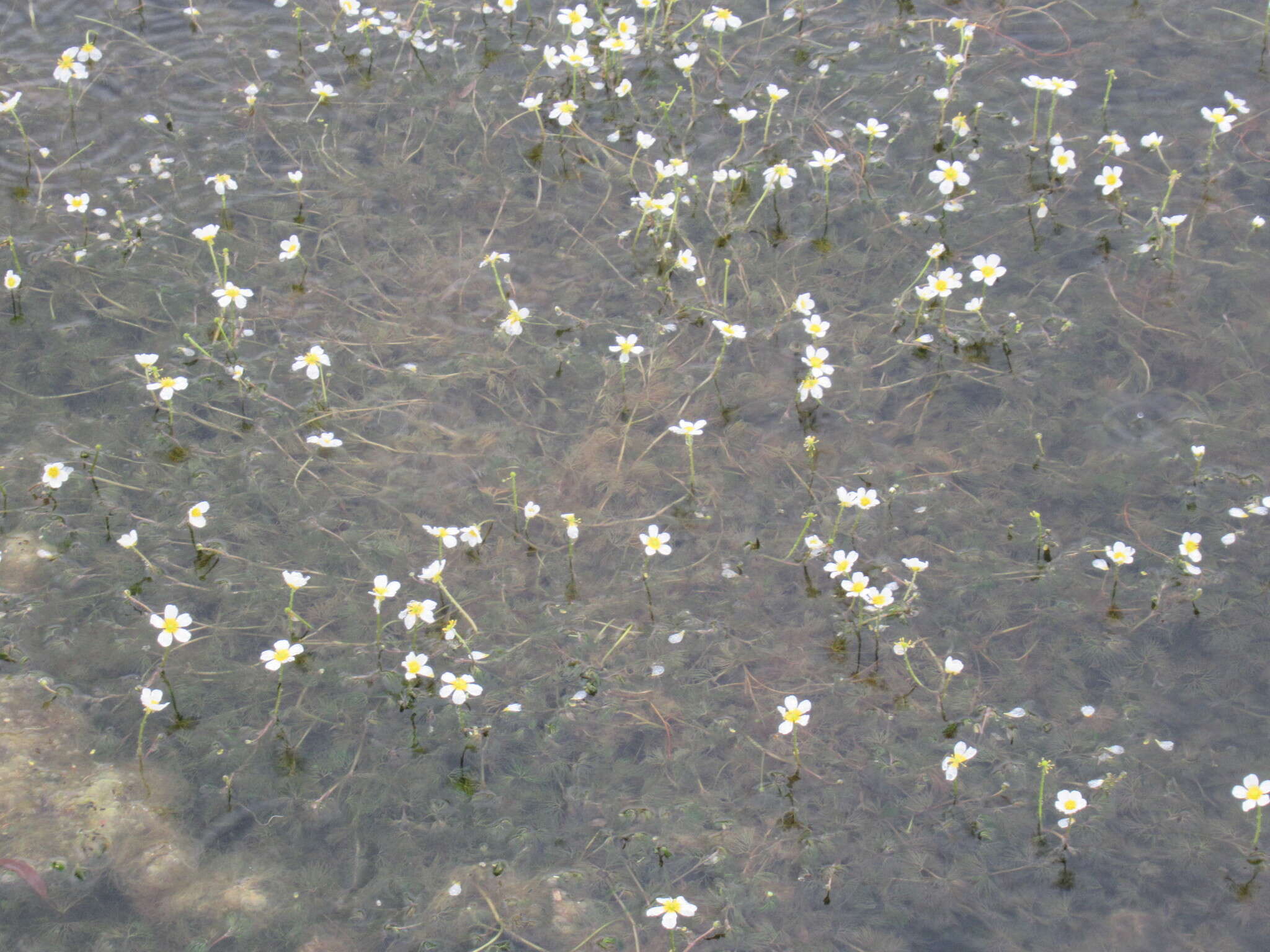 Image of Ranunculus kauffmanii P. Clerc