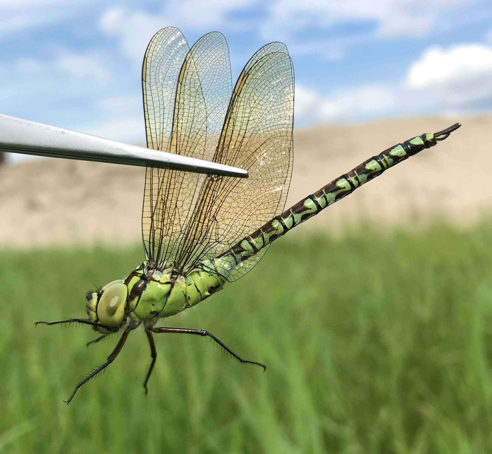 Image of Green Hawker