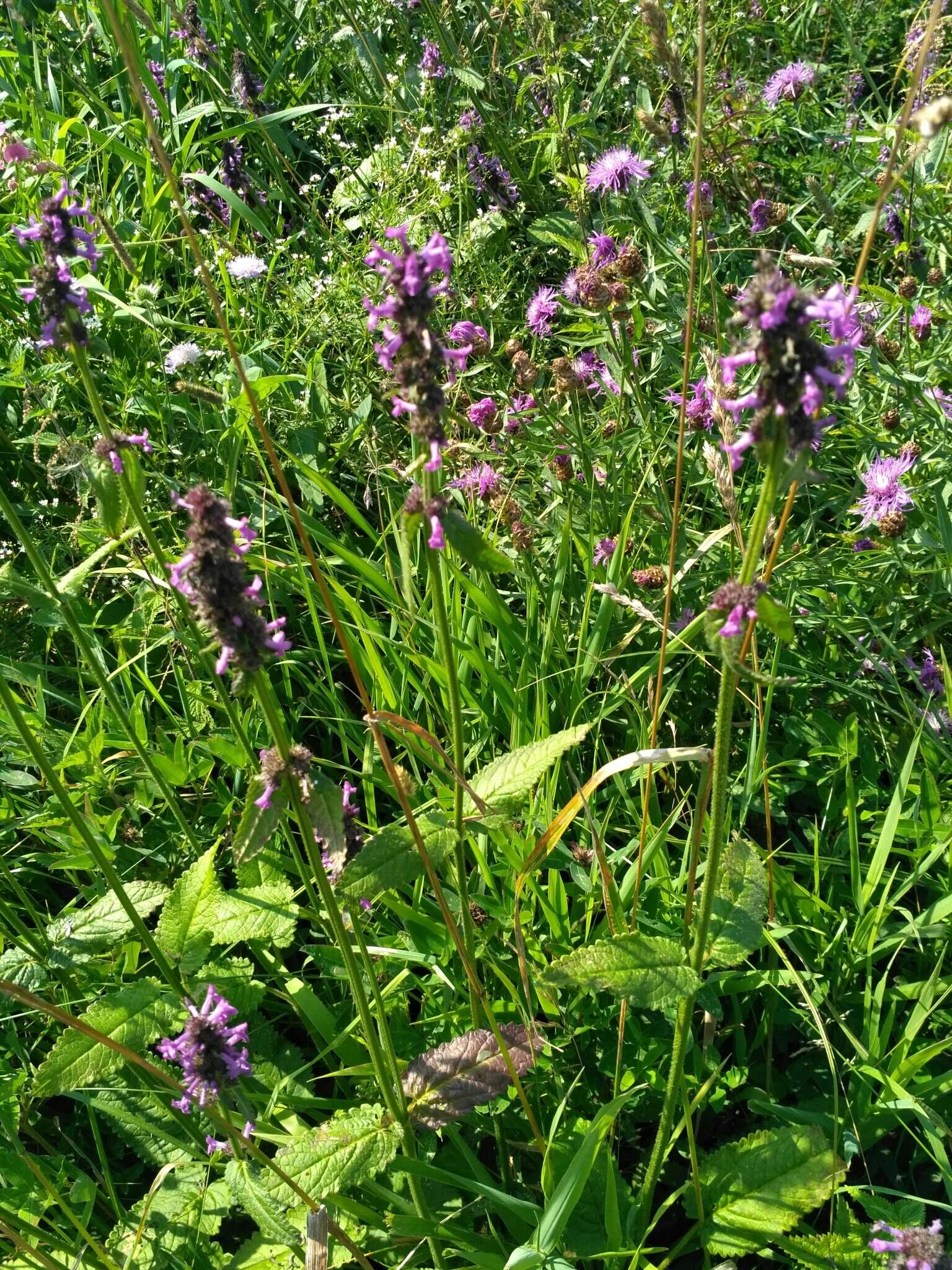 Image de Betonica officinalis L.