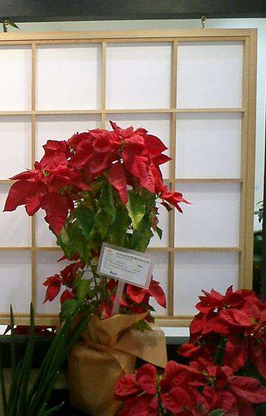 Image of poinsettia