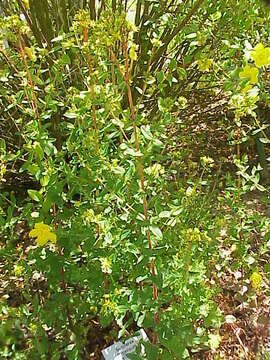 Image of Hypericum elegans Steph. ex Willd.