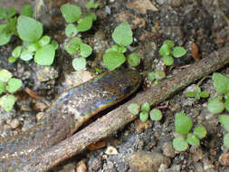 Image of Hong Kong Dwarf Snake