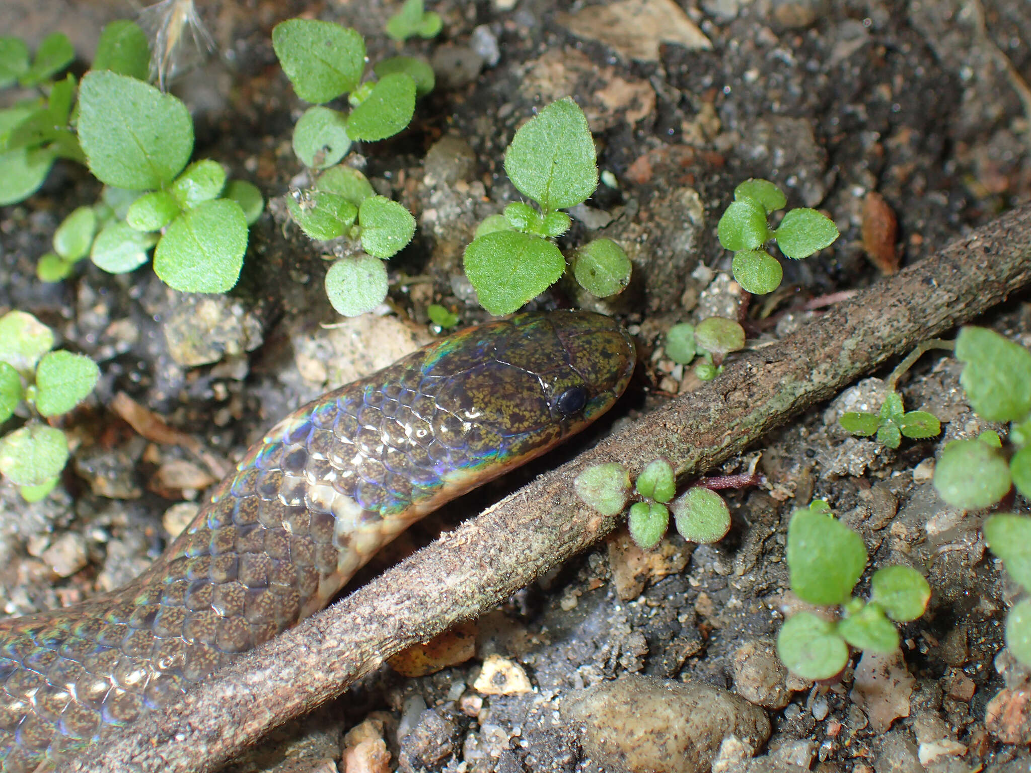 Image of Hong Kong Dwarf Snake