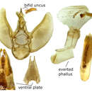 Image of Prorella protoptata McDunnough 1938