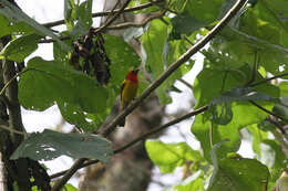 Image of Red-hooded Tanager