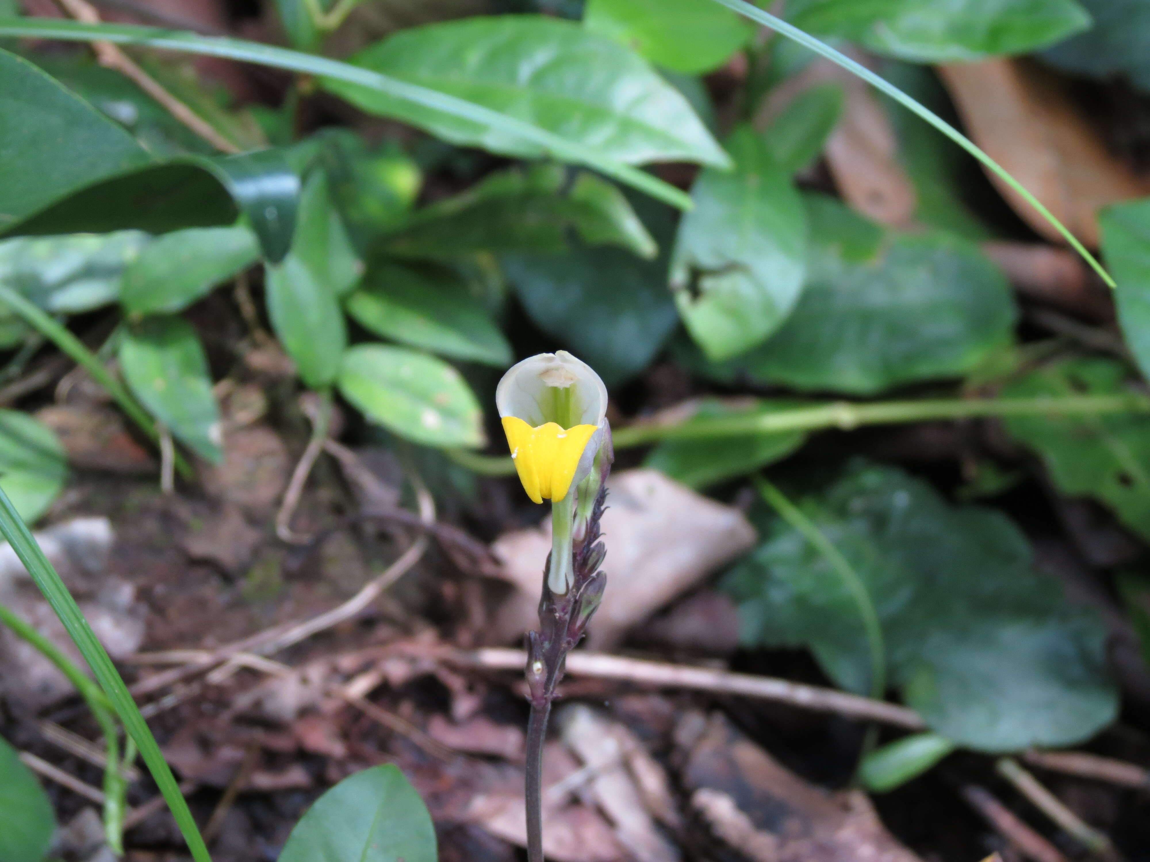 Gymnostachyum febrifugum Benth. resmi