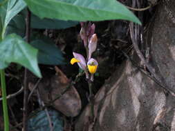 Gymnostachyum febrifugum Benth. resmi