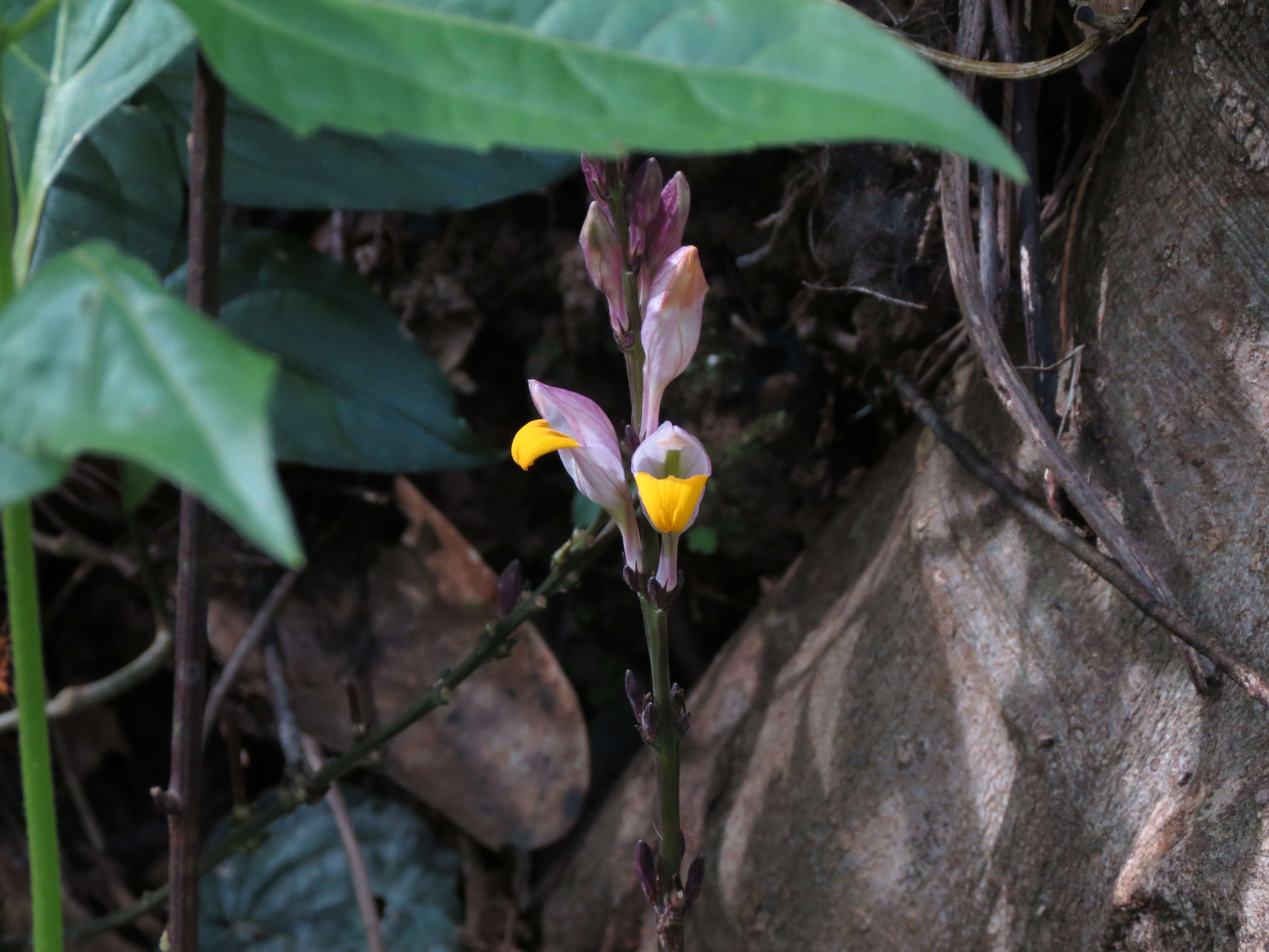 Gymnostachyum febrifugum Benth. resmi