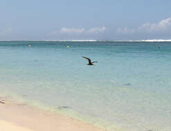 Image of Brown Noddy