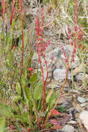 Rumex arcticus Trautv.的圖片