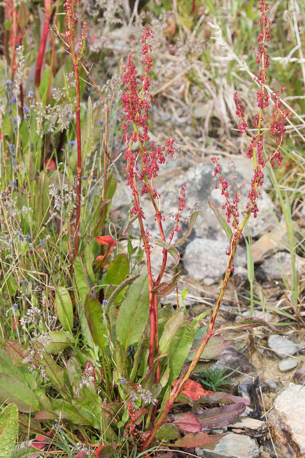 Rumex arcticus Trautv.的圖片