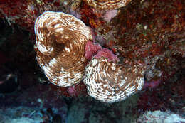 Image of fragile saucer coral