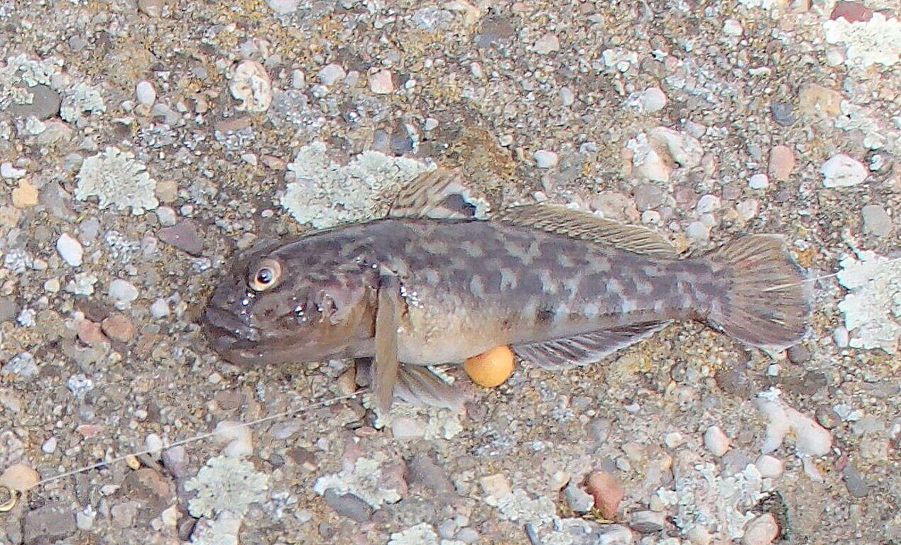 صورة Neogobius