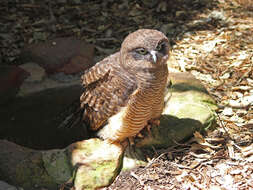 Image of Rufous Boobook