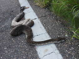 Image of Argentine Boa Constrictor