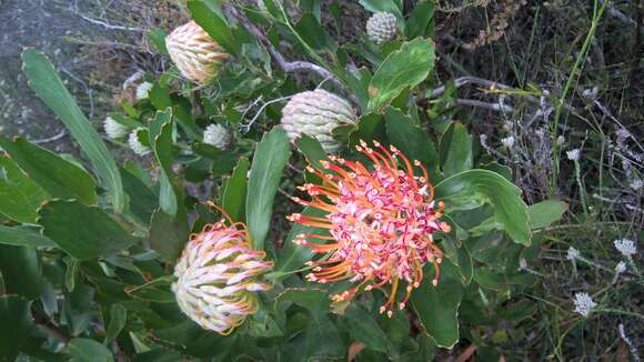 Image of Ember pincushion