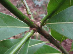 Image of Laurus novocanariensis Rivas Mart., Lousã, Fern. Prieto, E. Días, J. C. Costa & C. Aguiar