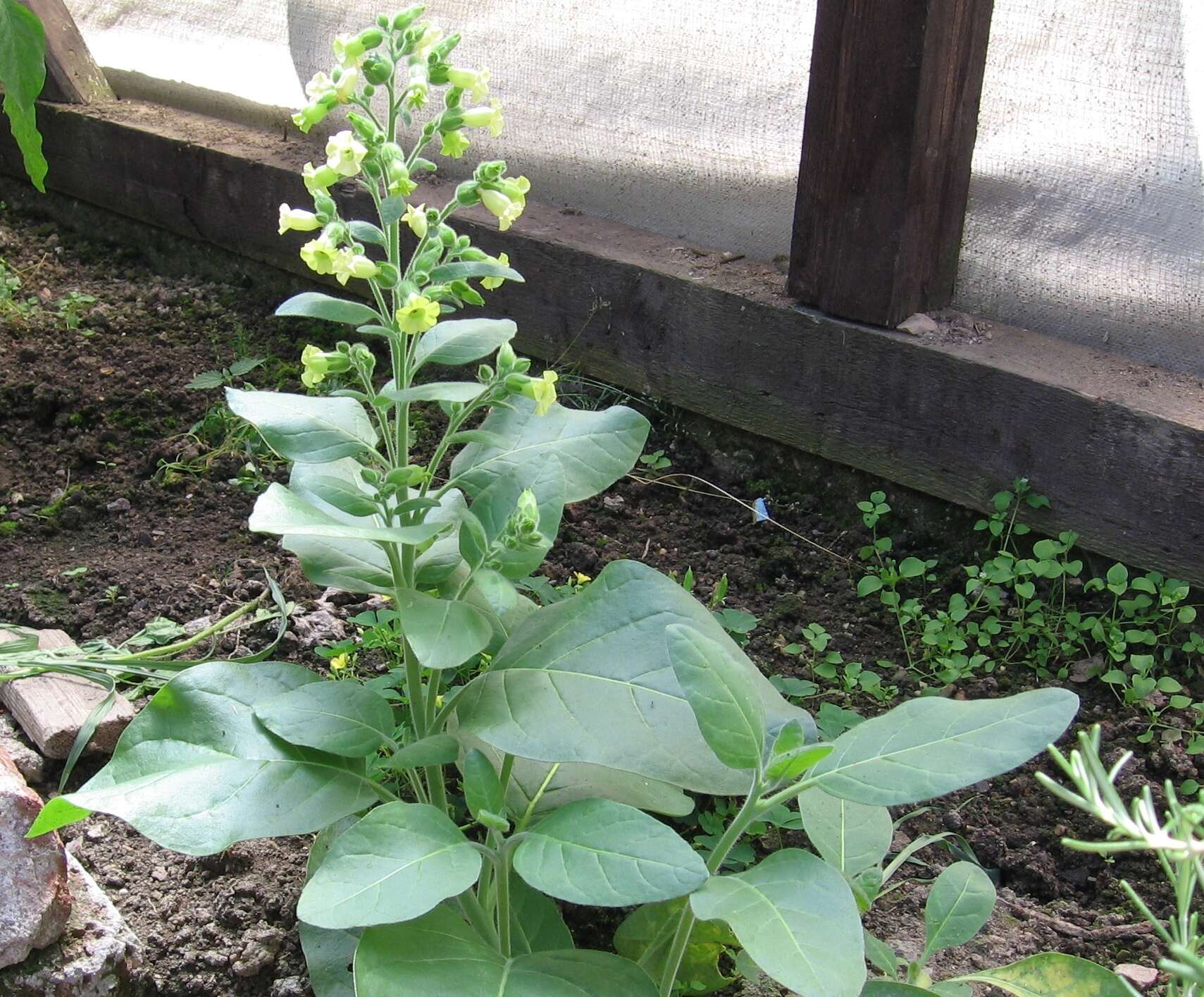 Image of Aztec tobacco