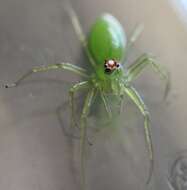 Image of Magnolia Green Jumper