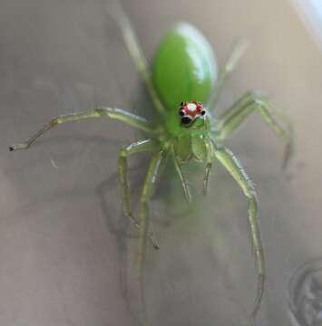 Image of Magnolia Green Jumper