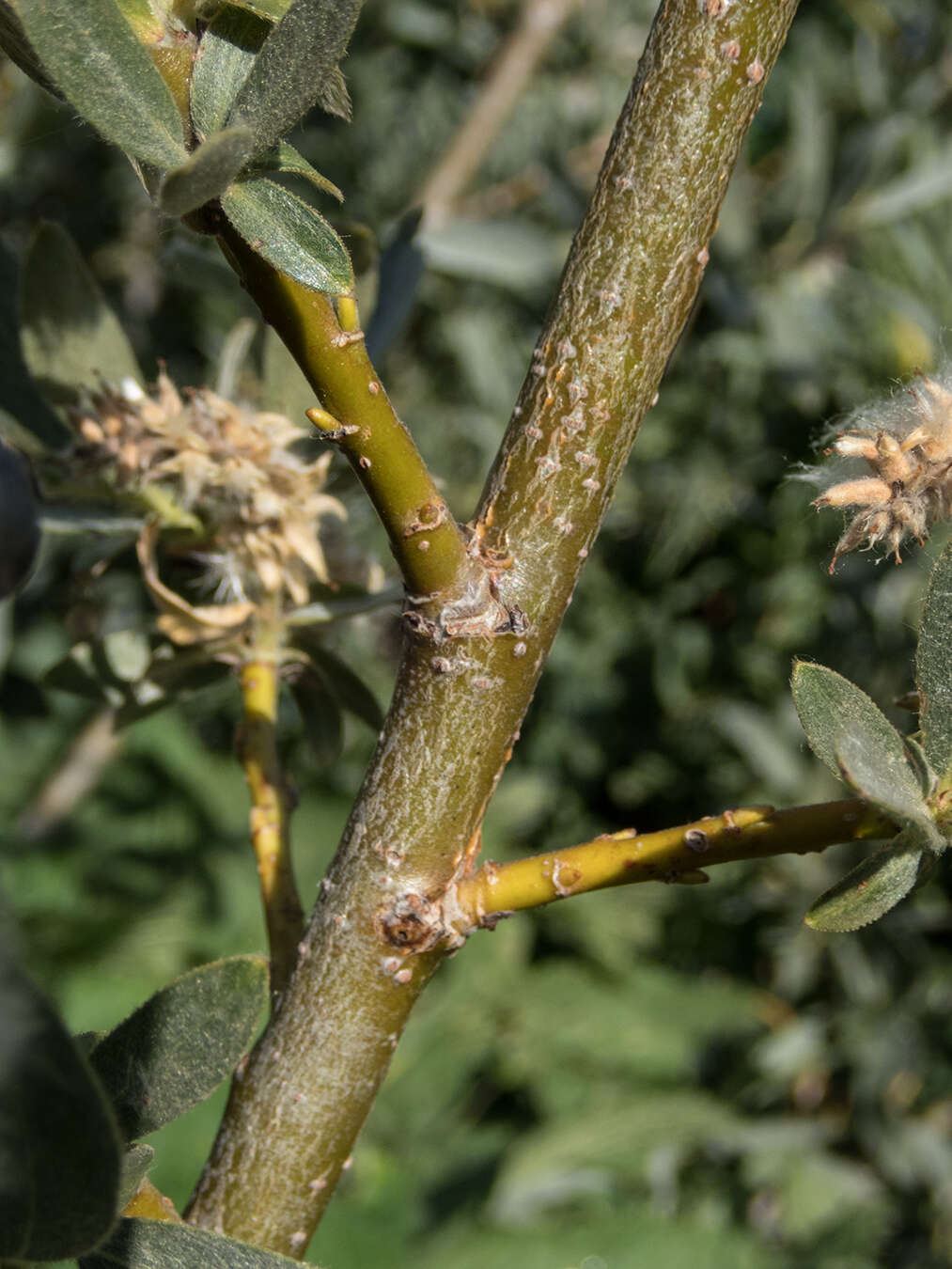 Plancia ëd Salix orestera C. K. Schneider