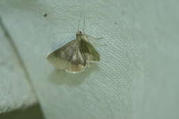 Image of <i>Drasteria caucasica</i>