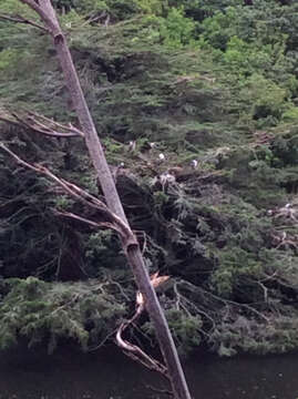 Image of New Zealand Pied Cormorant