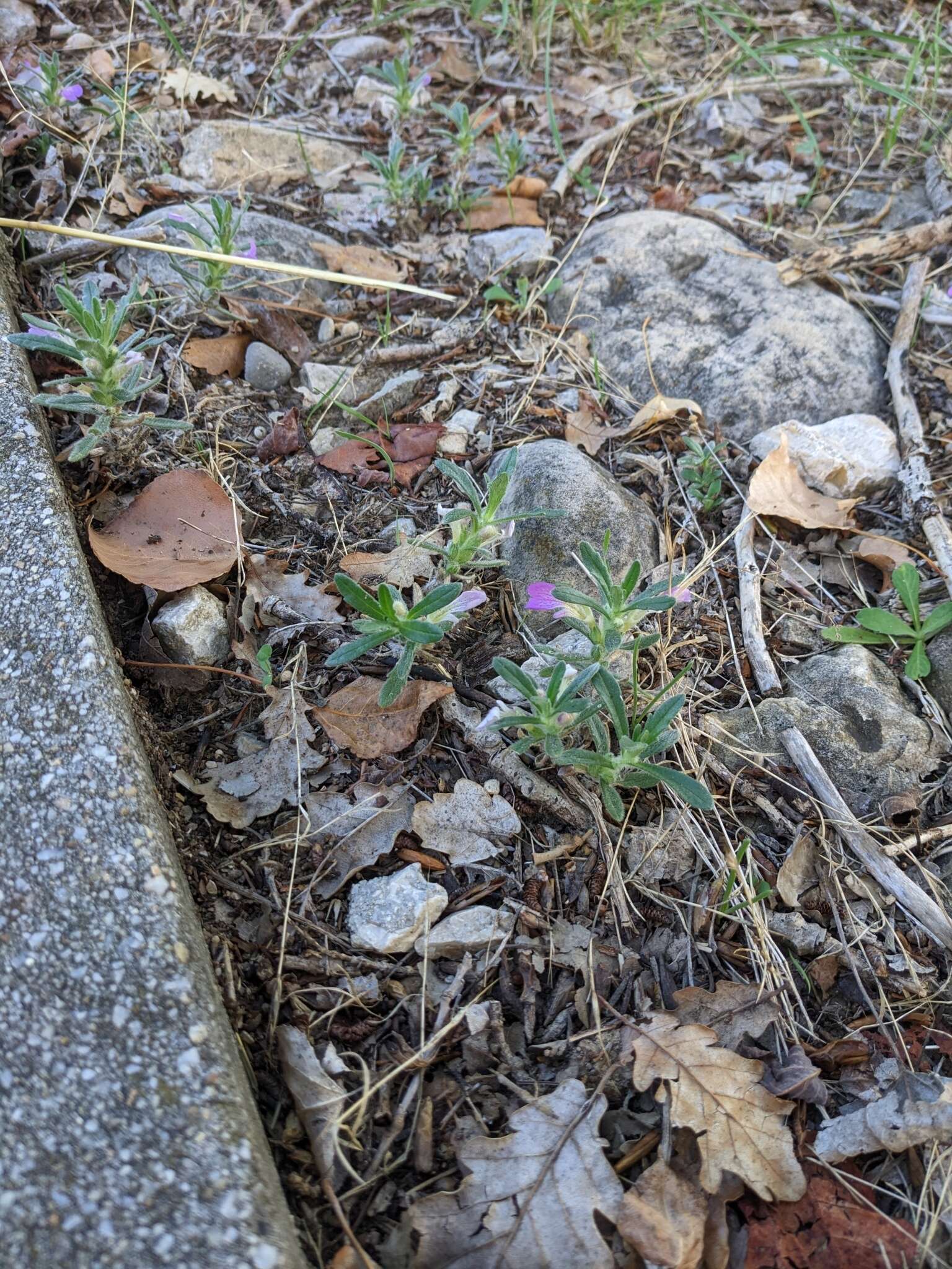 Image of Ajuga iva var. iva