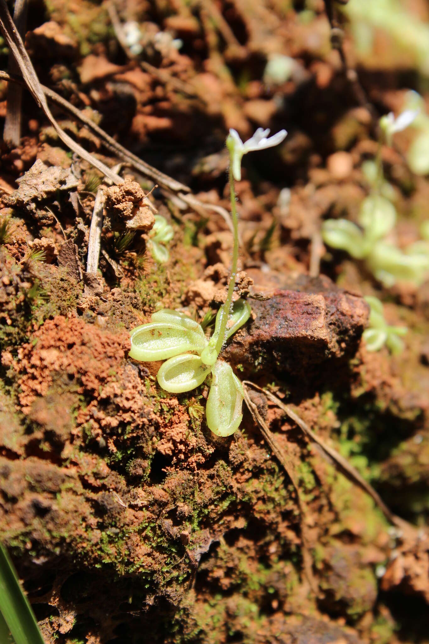 Image of Pinguicula crenatiloba DC.