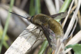 Image of Large bee-fly