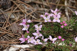 Image of Boronia pilosa subsp. pilosa