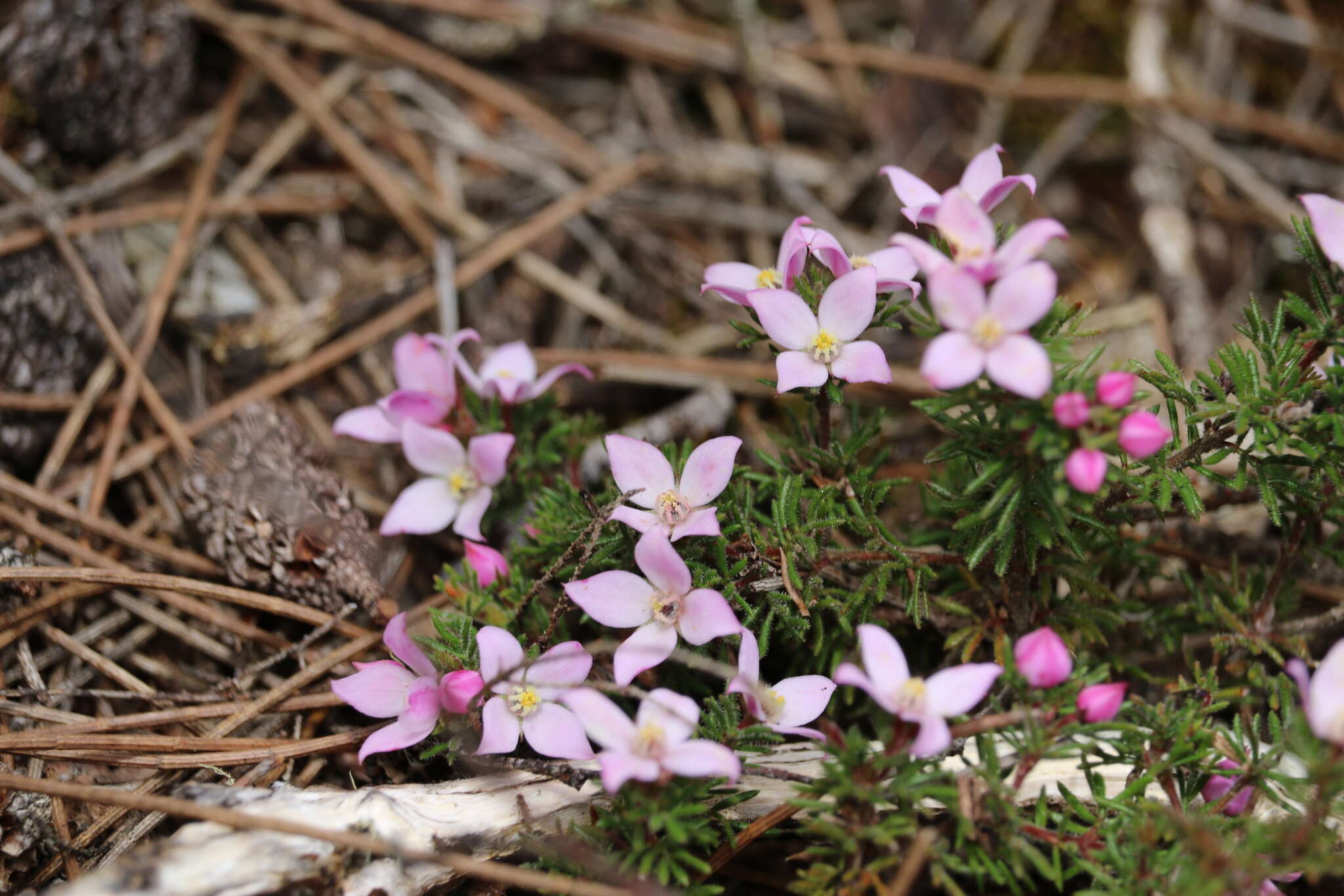 Image of Boronia pilosa subsp. pilosa