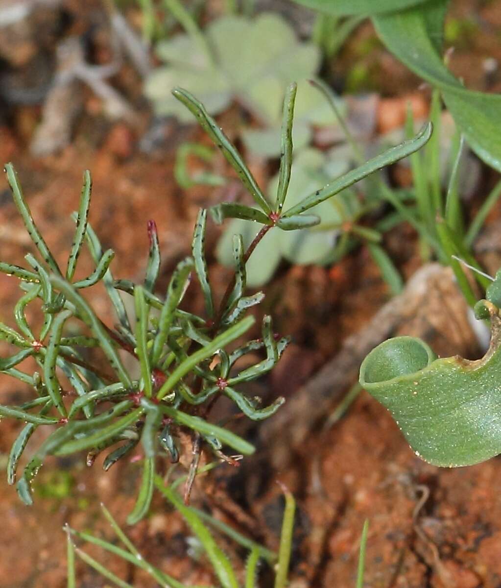 Sivun Oxalis capillacea E. Mey. ex Harv. & Sond. kuva