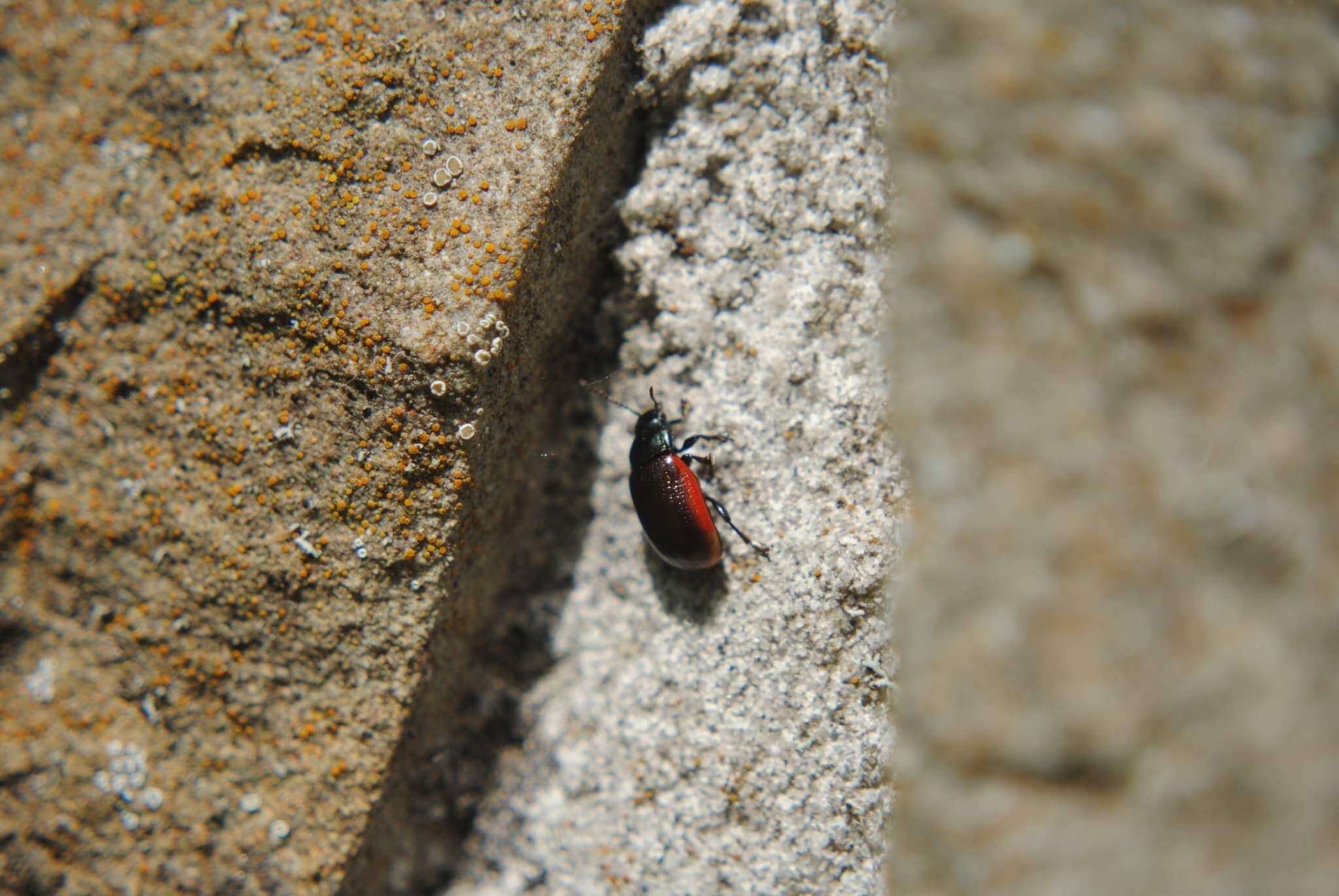 Image of Chrysolina (Chalcoidea) marginata (Linnaeus 1758)