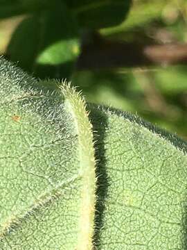 Image of resindot sunflower