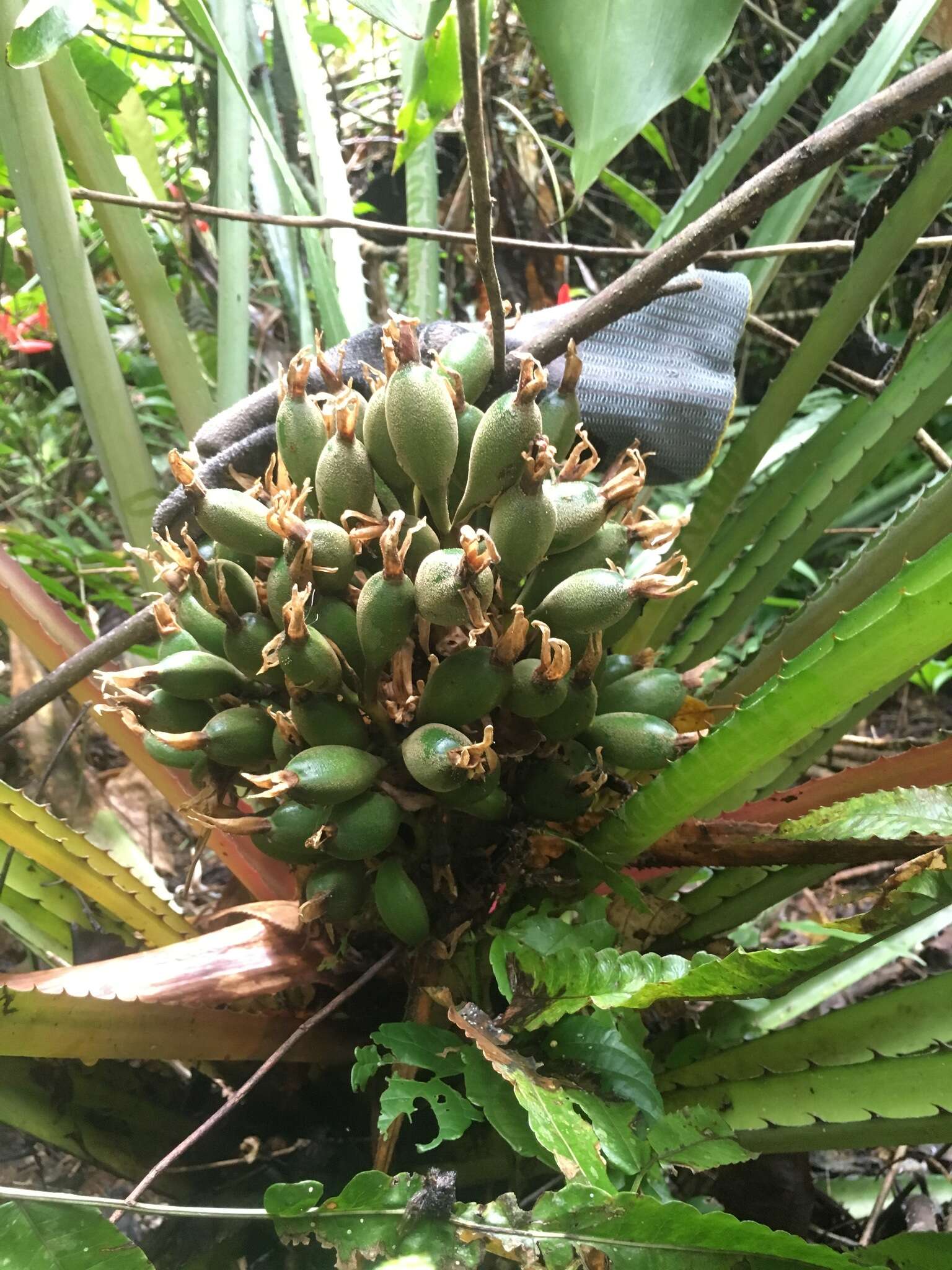 Imagem de Bromelia arubaiensis Ibisch & R. Vásquez